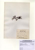 藏品(扇形叉枯藻)的圖片